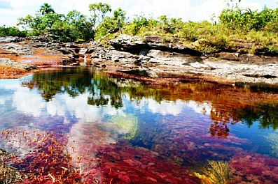 Cano Cristales (Colombia) - dòng sông ngũ sắc