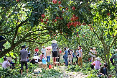 Hải Dương dùng vải thiều để thu hút khách du lịch