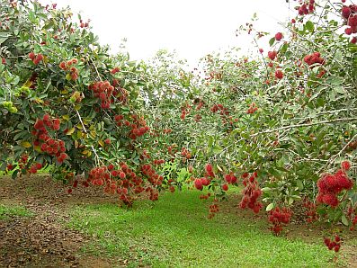 Sông nước miền Tây