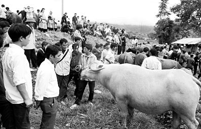 Lễ cầu thần chăn nuôi của dân tộc Mông ở Nậm Cang (Sa Pa)