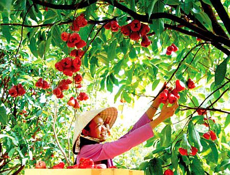 Festival trái cây lần đầu tiên sẽ thu hút 100.000 du khách