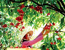 Vườn cây ăn trái gắn với phát triển du lịch sinh thái miệt vườn