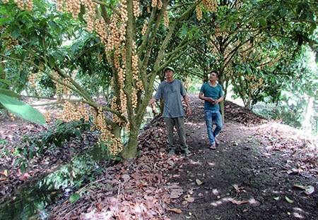 Về Ngã Bảy (Hậu Giang) nhớ thăm vườn dâu cao sản Thiên Ân