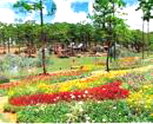 Lâm Đồng: Chuẩn bị nhiều chương trình cho Festival hoa Đà Lạt 2010