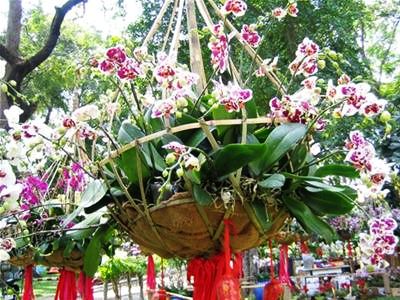 Thành phố Vũng Tàu sẽ có Hội hoa Xuân “hoành tráng”