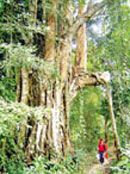 Bình Thuận: Tiềm năng du lịch từ rừng