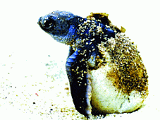 Thú vị xem rùa biển đẻ trứng ở Côn Đảo