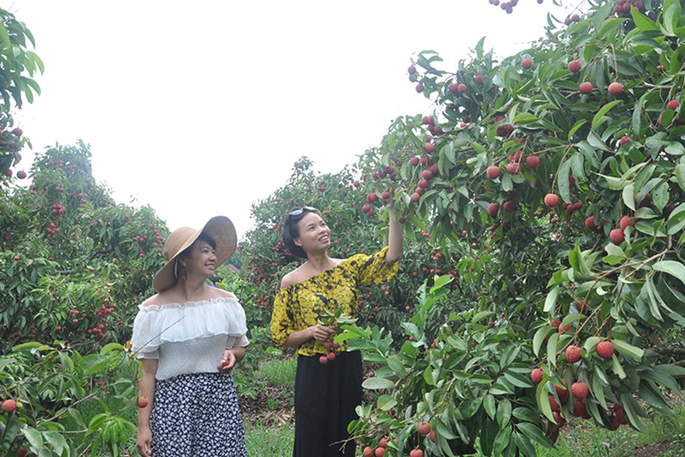 Bắc Giang tổ chức chương trình khảo sát giới thiệu tour du lịch vùng cây ăn quả Lục Ngạn