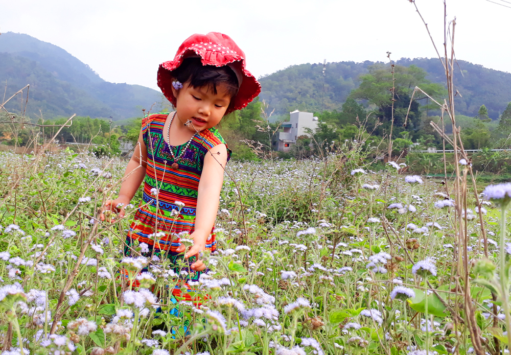 Ngắm cánh đồng hoa ngũ sắc ngút ngàn ở Bình Liêu