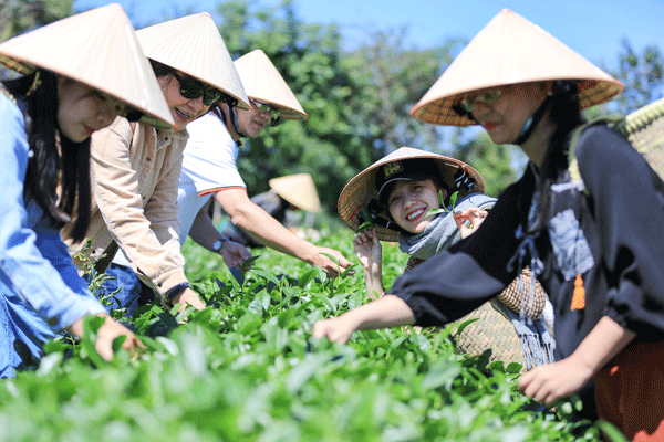 Trải nghiệm tuyệt vời ở tour du lịch vườn chè Long Ðỉnh – Lâm Đồng