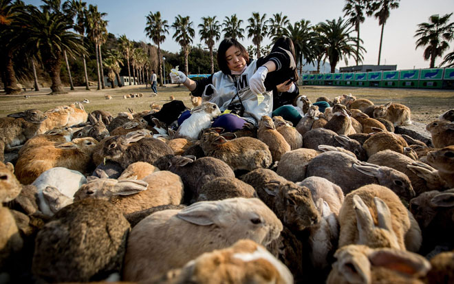 Okunoshima – Hòn đảo tràn ngập thỏ xinh đẹp của nước Nhật 