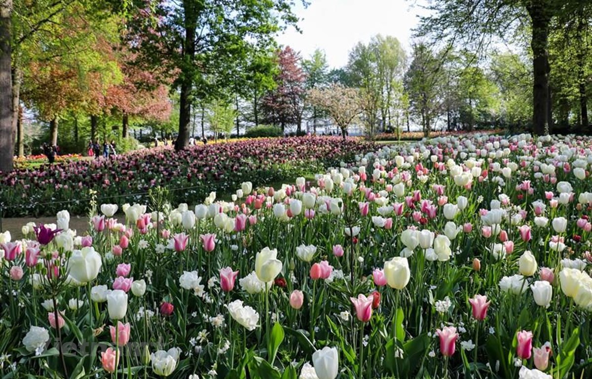 Ngắm vườn hoa tulip rực rỡ tại Hà Lan giữa mùa dịch