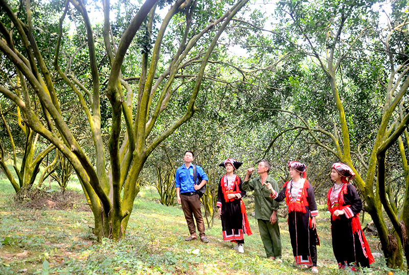 Hàm Yên (Tuyên Quang) phát triển du lịch nông nghiệp