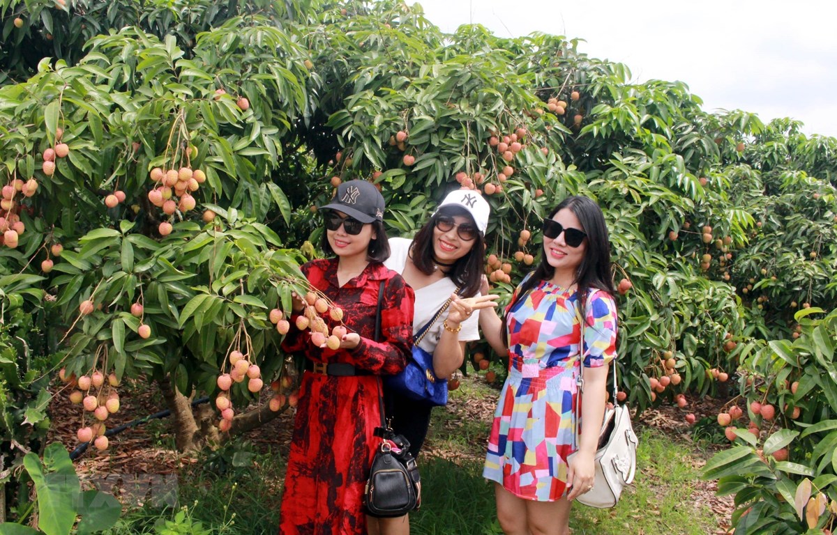 Mùa vải chín - điểm du lịch hấp dẫn trong mùa Hè ở Bắc Giang