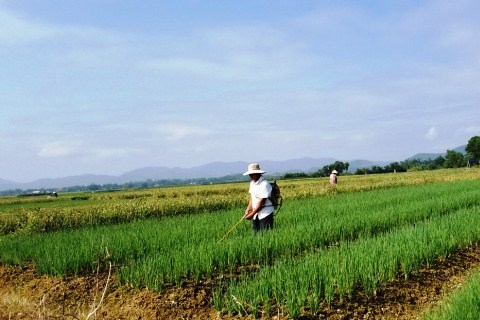 Thành phố Huế: Tận dụng ''thế mạnh'' để phát triển nông nghiệp công nghệ cao kết hợp các tour du lịch trải nghiệm