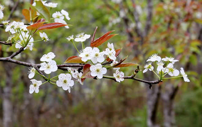 Yên Bái: Púng Luông rộn ràng trong sắc trắng hoa lê