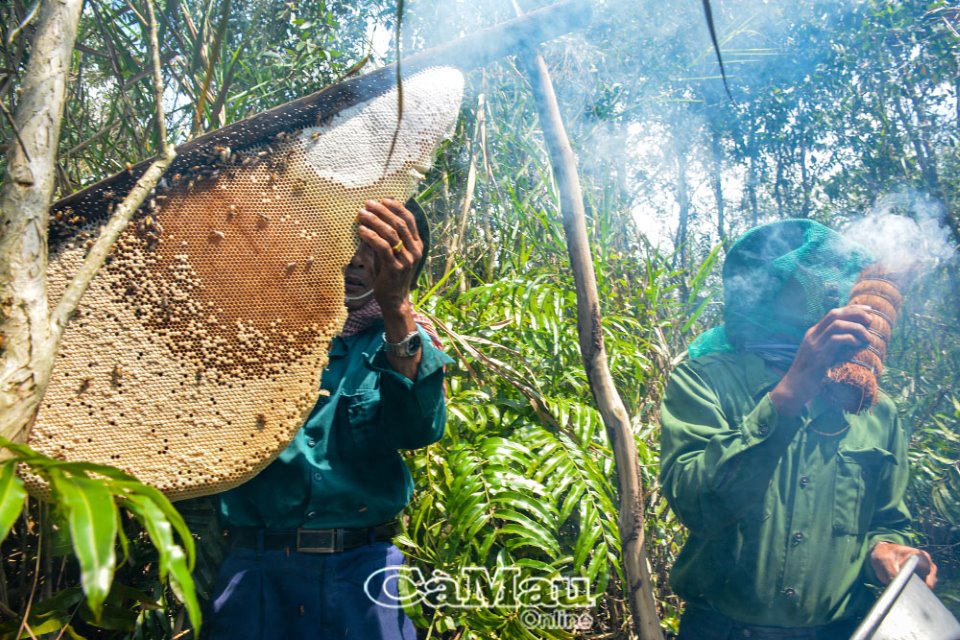 Mùa ăn ong ở Cà Mau