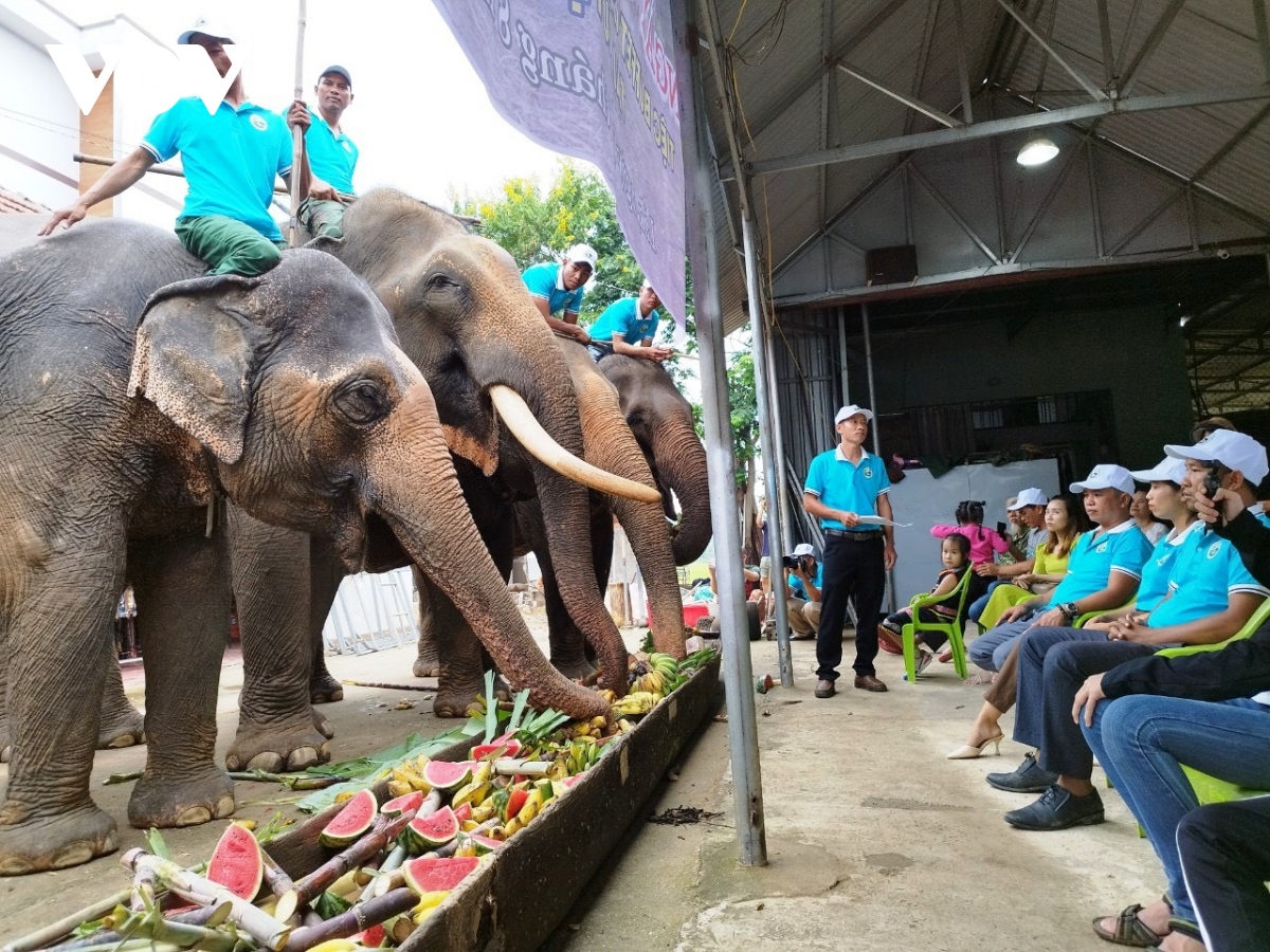 Luyện tập voi để dự hội trong chuỗi các hoạt động của Lễ hội Cà phê Buôn Ma Thuột lần thứ 8 (Đắk Lắk)
