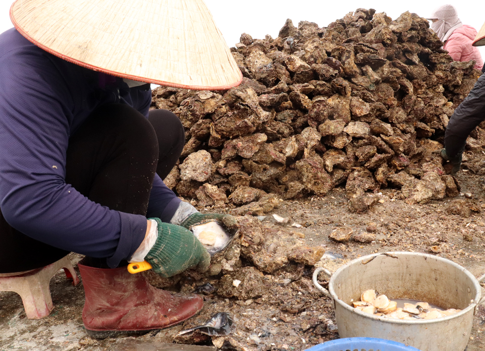 Quảng Ninh: Về Thanh Lân tìm đặc sản, ăn thứ ''đanh'' hà nơi biển sâu