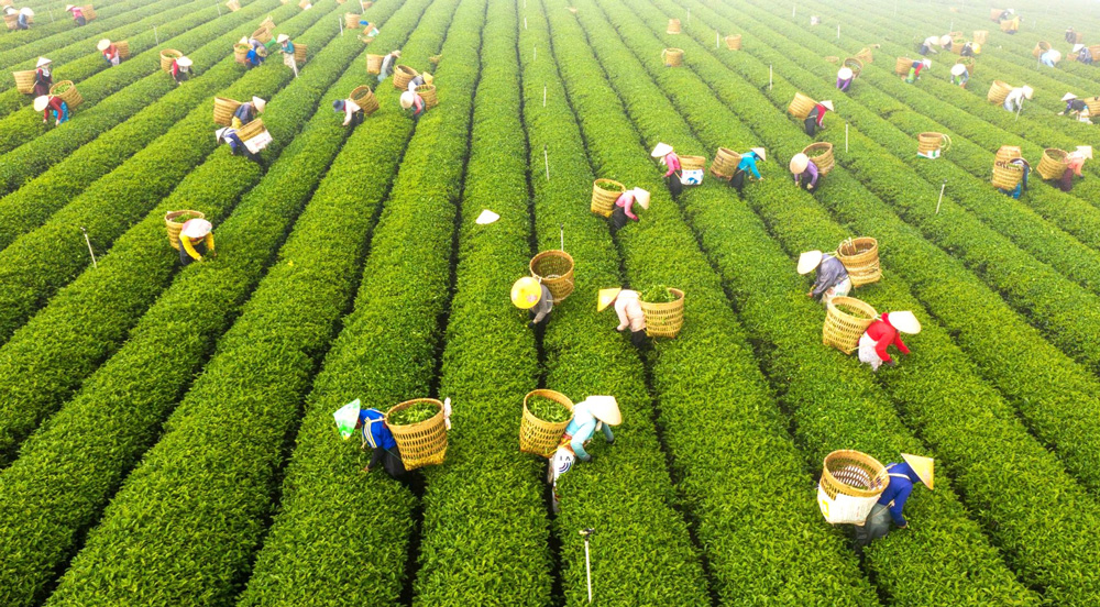 Lâm Đồng: Trải nghiệm nghề trà ở B’Lao