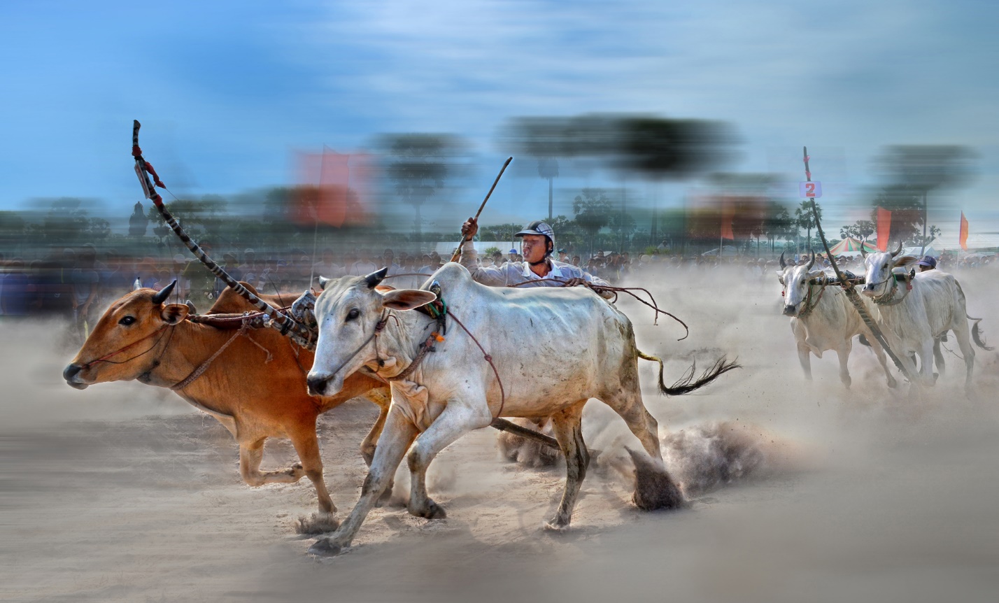 Tổ chức chức giải đua bò tốc độ phục vụ Hội chợ Công thương Đồng bằng sông Cửu Long – An Giang năm 2023