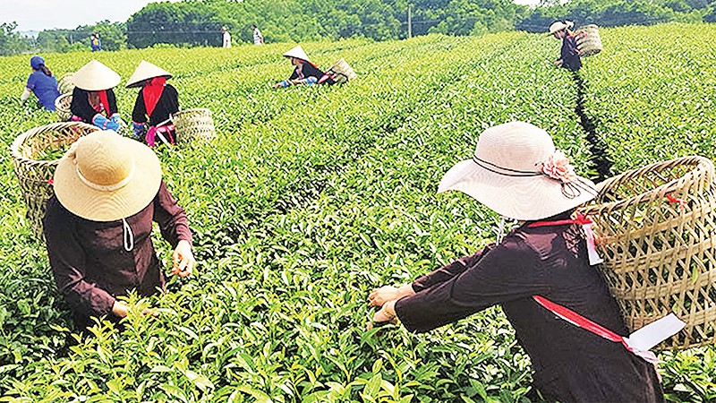 Quảng Ninh: Tạo sản phẩm du lịch gắn với sản xuất nông nghiệp