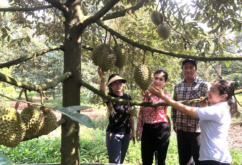 Đồng Nai: Lễ hội trái cây Long Khánh diễn ra từ ngày 15 đến 23/6