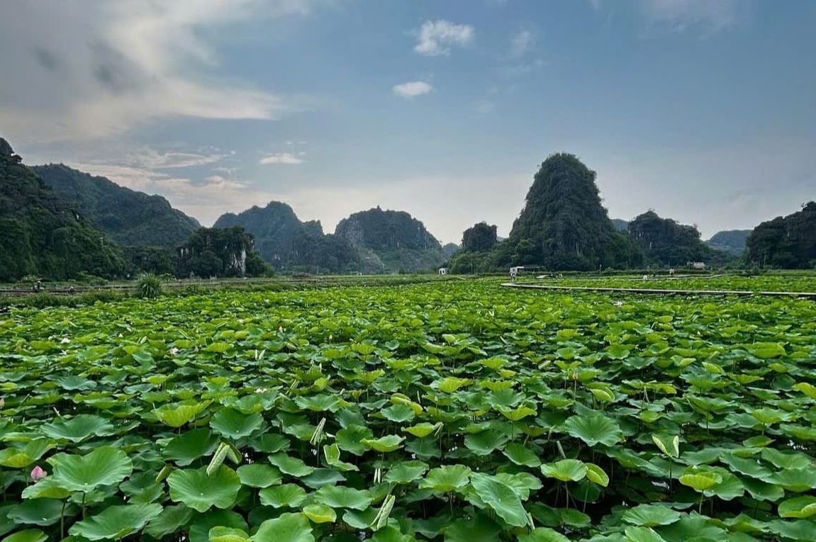 Ninh Bình: Hang Múa hút du khách với hồ sen đặc biệt trong dịp nghỉ lễ 2/9