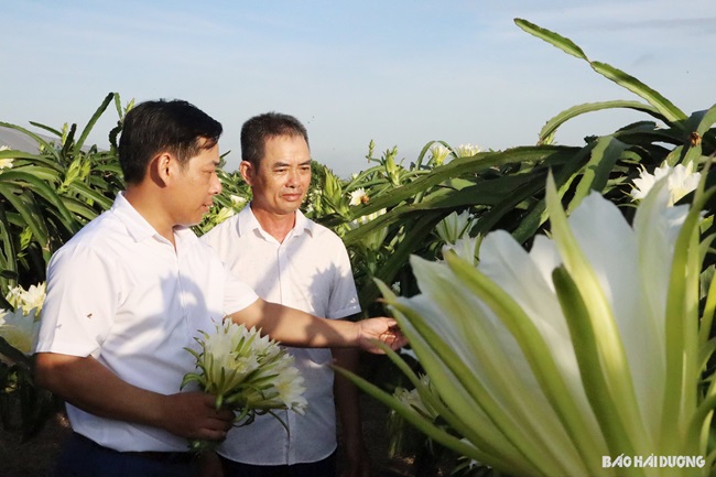 Lạ miệng hoa thanh long xào thịt bò