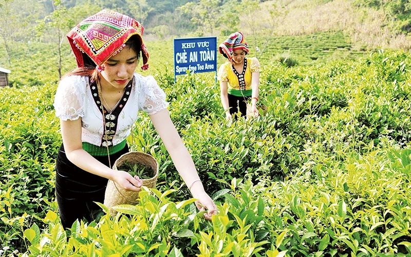 Về vùng chè Mộc Châu - Sơn La