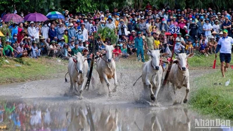 Hào hứng đua bò Bảy Núi An Giang