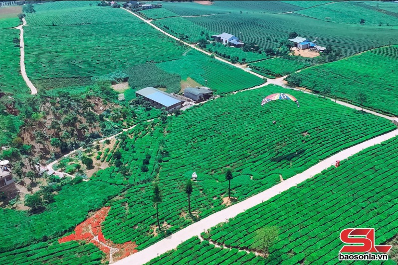 Du lịch nông nghiệp sản phẩm độc đáo trên cao nguyên Sơn La