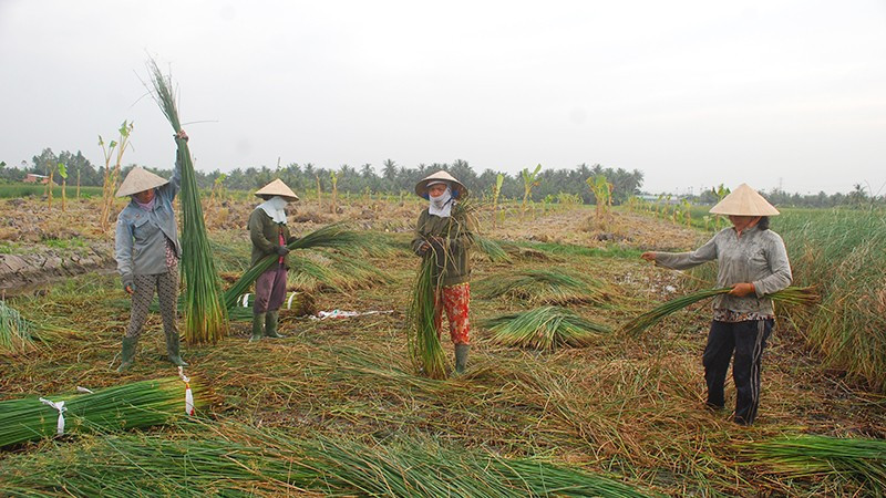 Khởi sắc nghề chiếu Cà Hom, Bến Bạ - Vĩnh Long