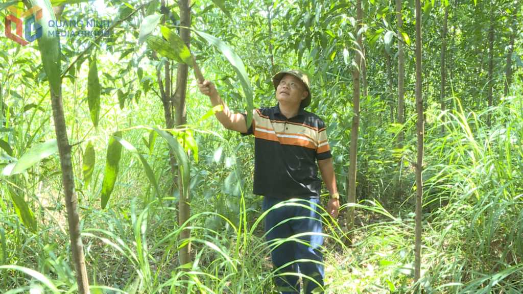 Quảng Ninh: Kỳ Thượng phát triển lâm nghiệp bền vững gắn với du lịch sinh thái