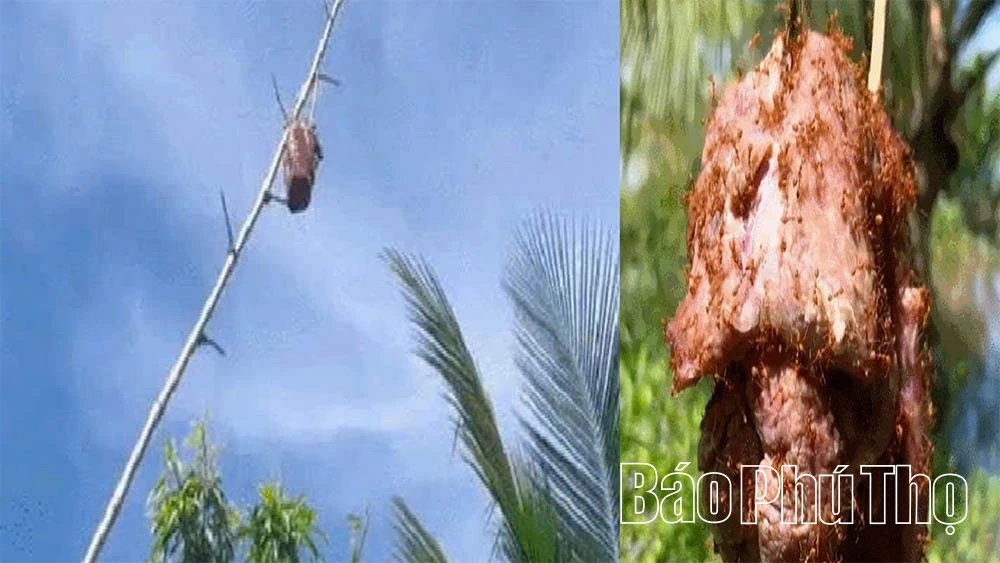 Bò tái kiến đốt - đặc sản lạ lùng của núi rừng Tam Đảo