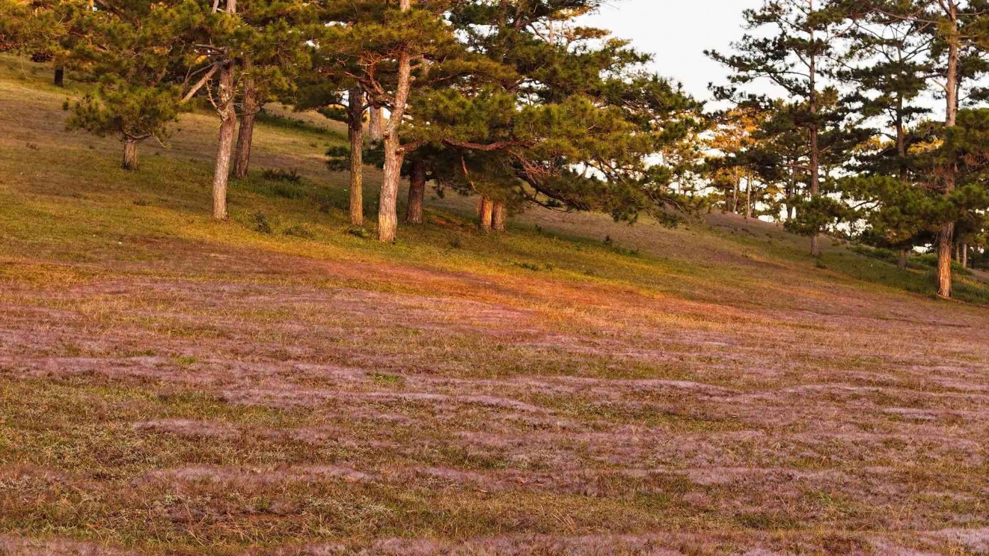 Đà Lạt bước vào mùa cỏ hồng