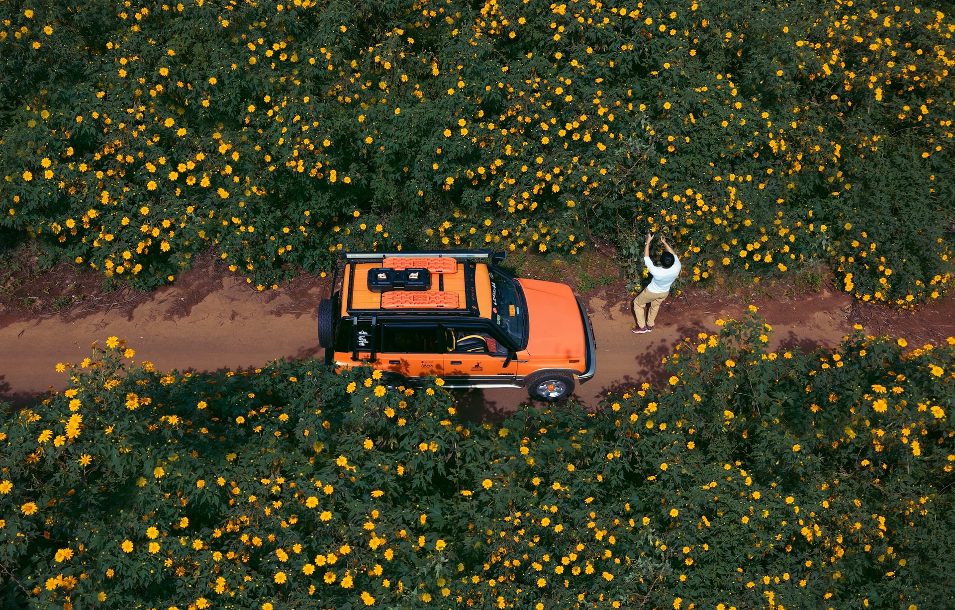 Lâm Đồng: Đà Lạt mùa dã quỳ và nắng vàng rực rỡ