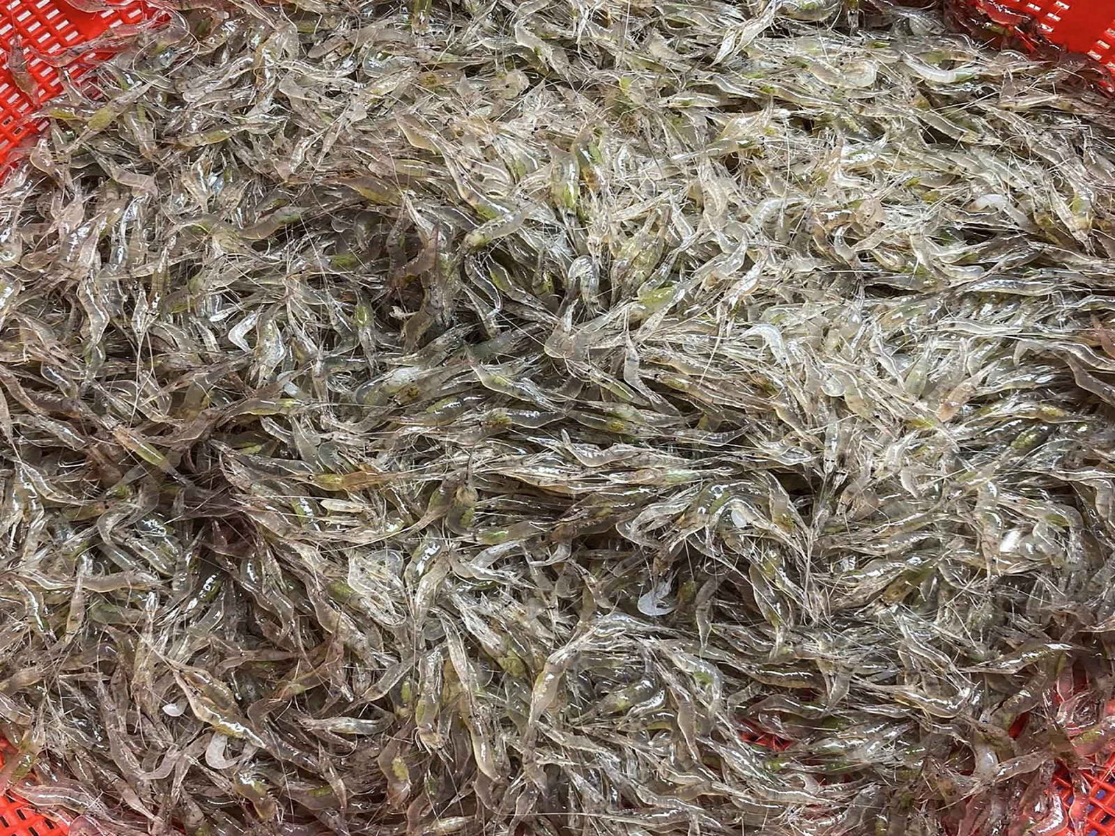 Món ngon từ tép đồng mùa nước nổi