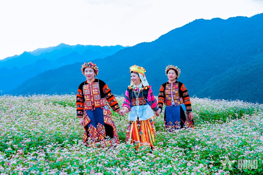 Tuyên Quang hướng tới Lễ hội Hoa tam giác mạch 2025: Lan tỏa sức sống ''Miền đá nở hoa''