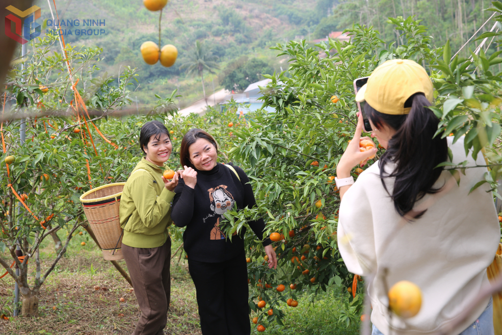 Quảng Ninh: Lễ hội cam Vân Đồn hứa hẹn nhiều hấp dẫn