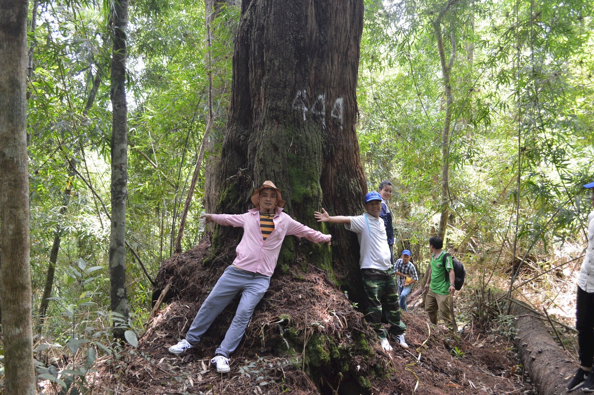 Đà Nẵng: Khai thác hiệu quả giá trị rừng di sản pơ mu Hùng Sơn
