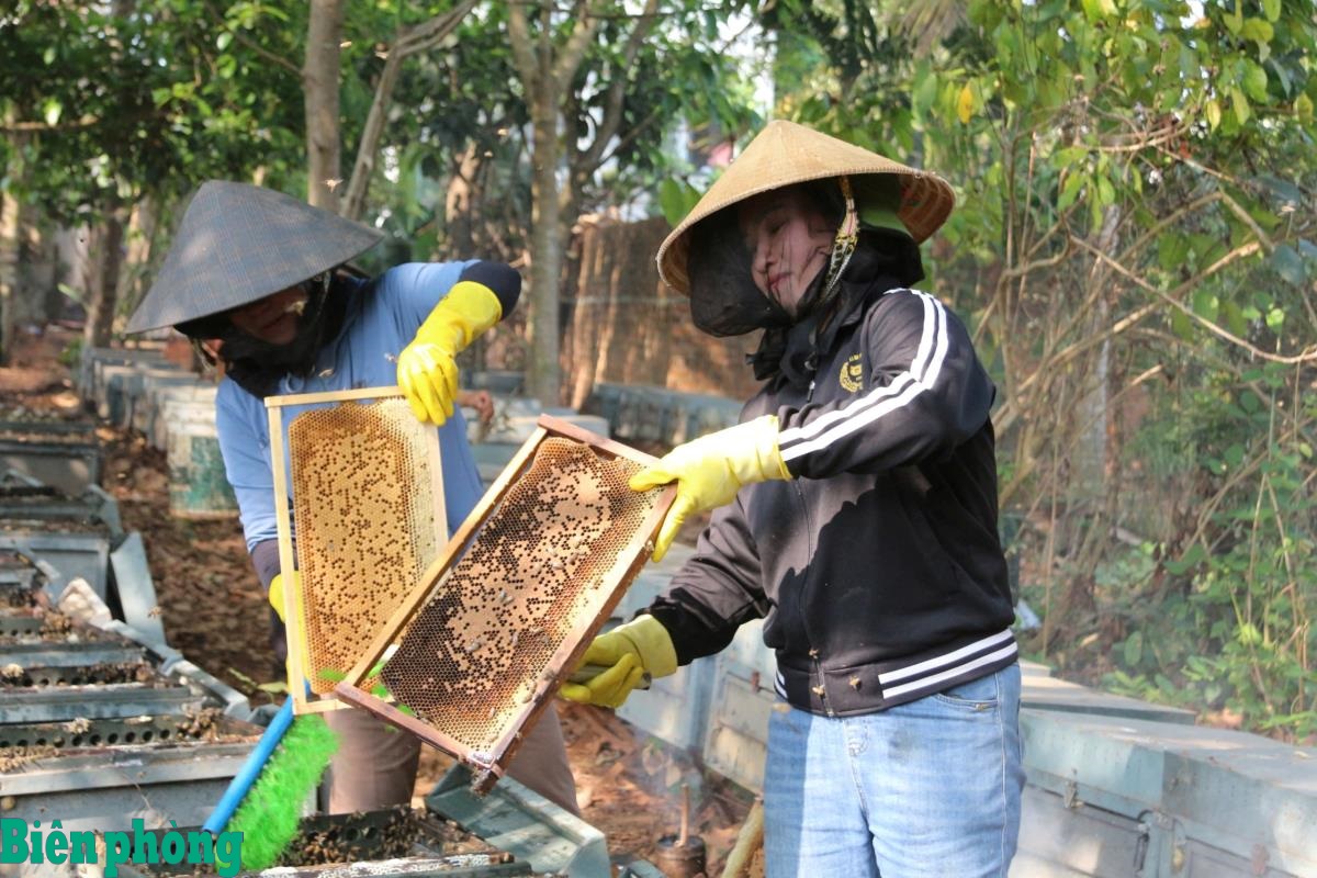 Mùa quay mật ong hoa cà phê trên Tây Nguyên
