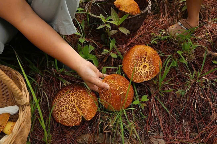 Khám phá mùa nấm rừng Đà Lạt