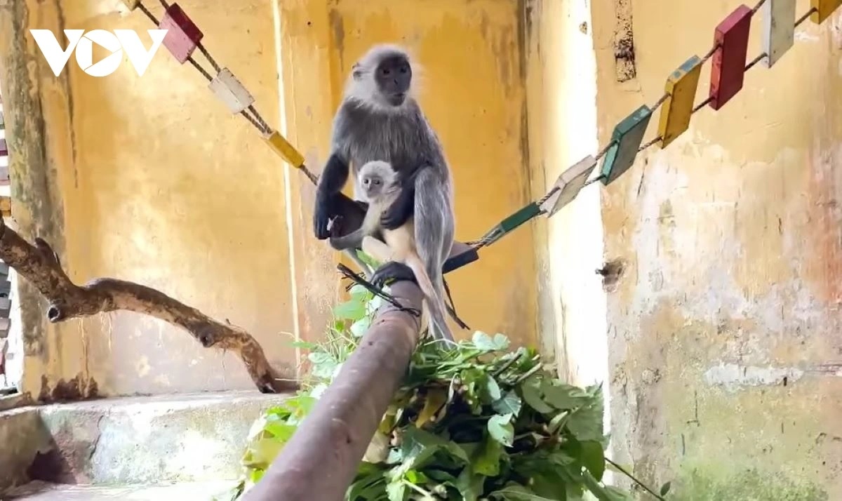 ''Nhân viên vườn thú kể chuyện'' - Điểm hẹn mới dịp hè