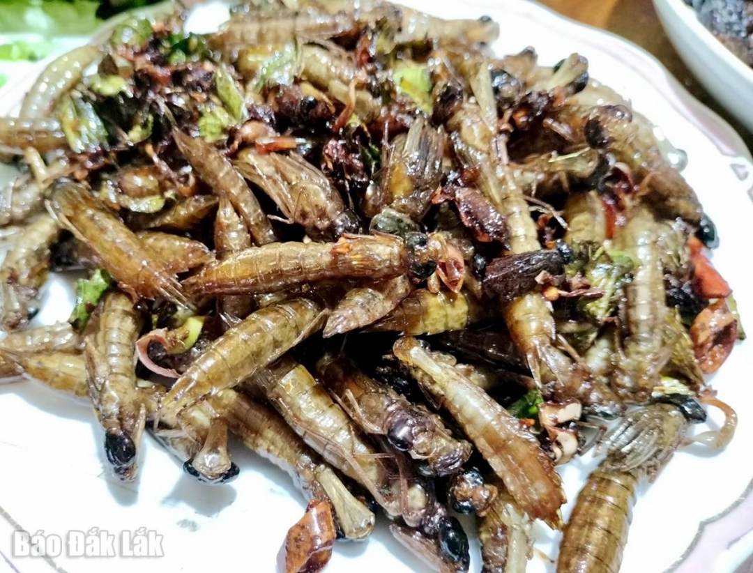 Nhộng chuồn chuồn hương vị từ núi rừng