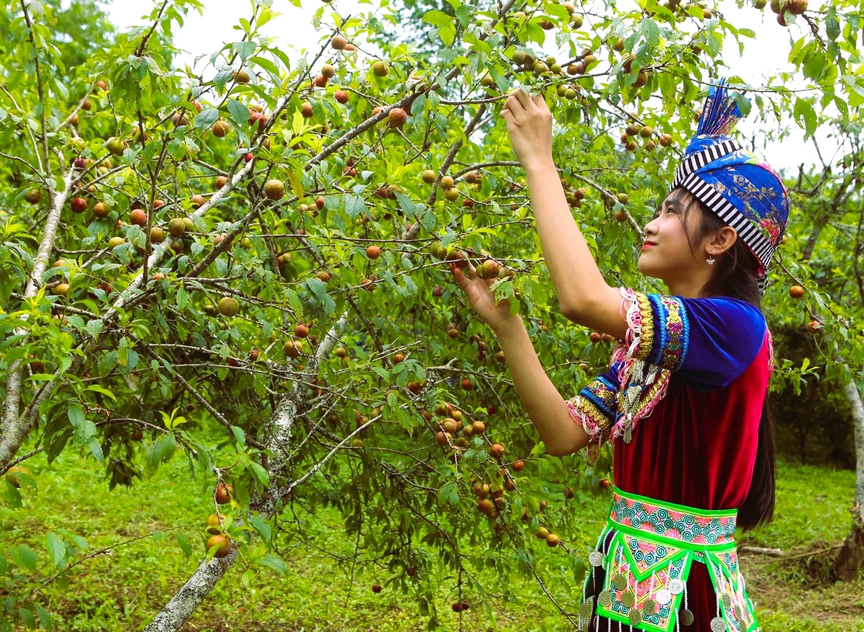 Thung lũng mận giữa đỉnh trời Mường Lống