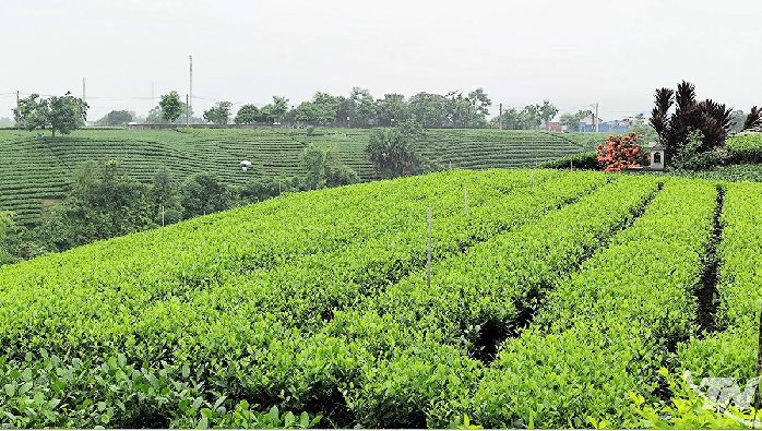 Thái Nguyên: Du lịch di sản - Phác thảo một con đường