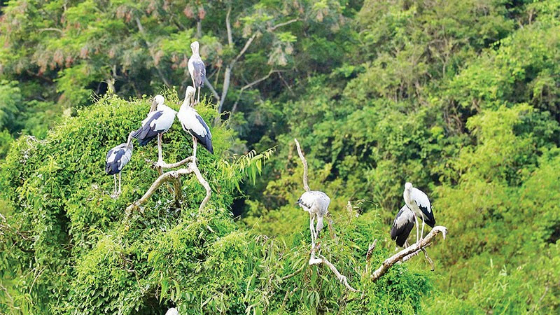 Bảo tồn bền vững Vườn chim Thung Nham