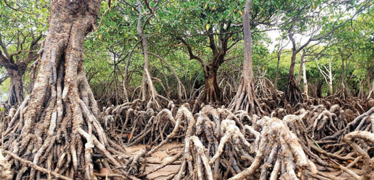 Du lịch rừng, ''mỏ vàng'' mới hé mở của Quảng Ninh
