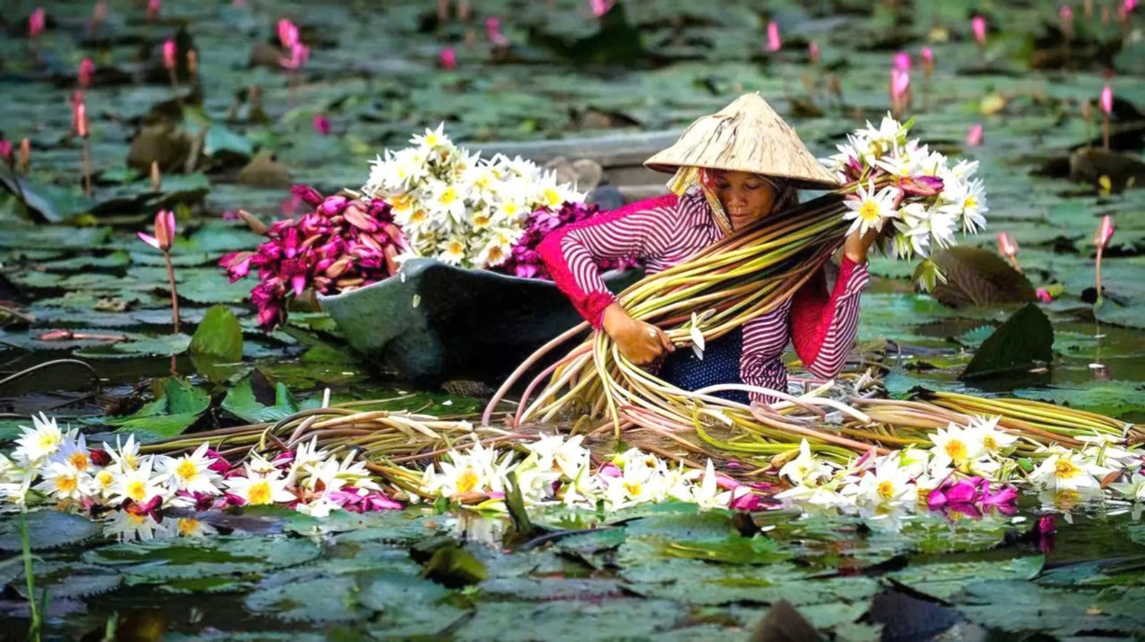 Mùa nước nổi miền Tây - mùa thương nhớ sản vật vùng sông nước